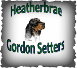 Heatherbrae Gordon Setters